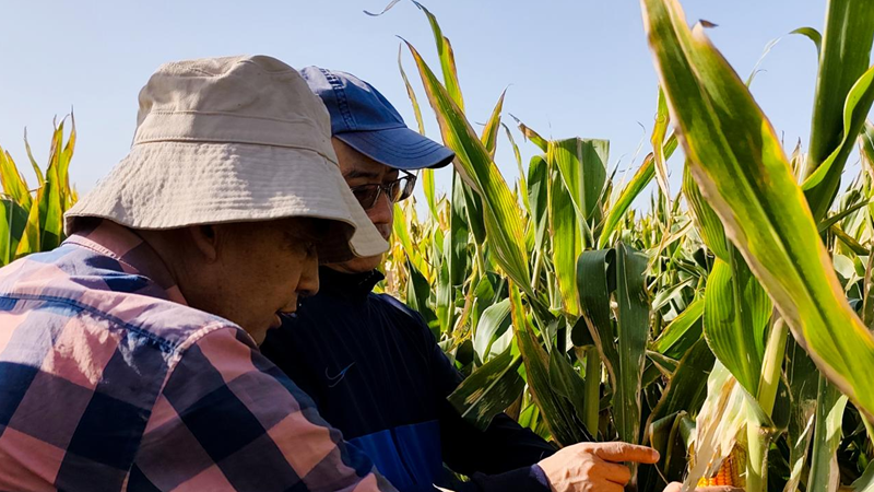 愛普黨員服務(wù)隊赴甘肅張掖開展制種玉米試驗田回訪