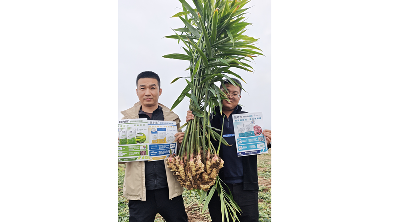 愛普科技聯(lián)合陜西客戶舉辦大姜測(cè)產(chǎn)觀摩會(huì)